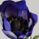 [6821-1] Anemone (Alternative 4)