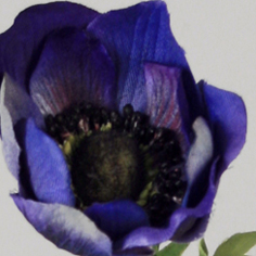 [6821-1] Anemone (Alternative 4)