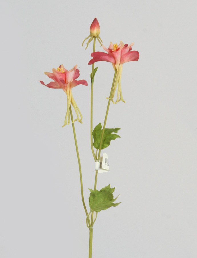columbine