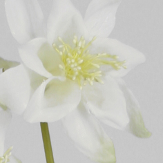 columbine