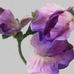 Lathyrus