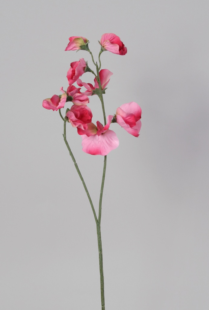 Lathyrus