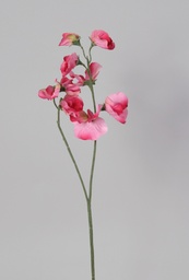 [7041] Lathyrus (Alternative 2)