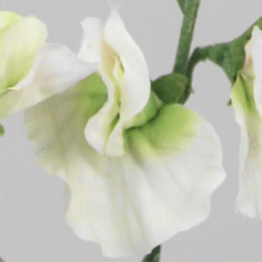 Lathyrus