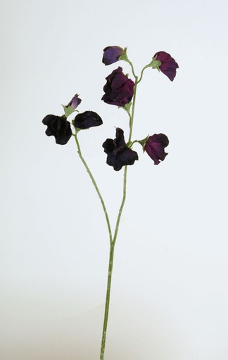 Lathyrus