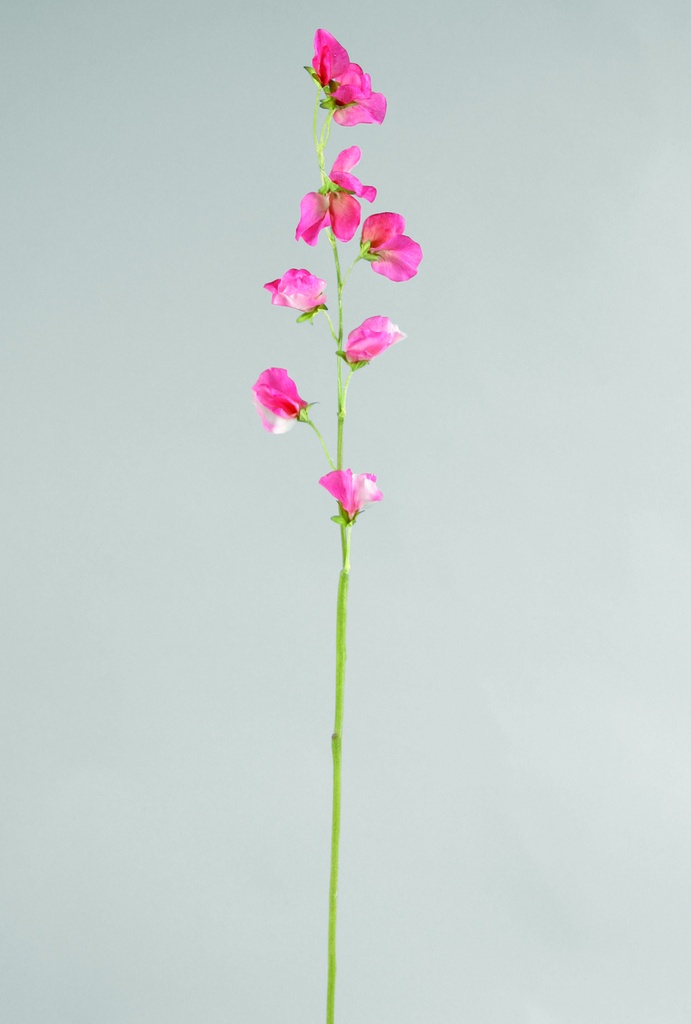 Lathyrus