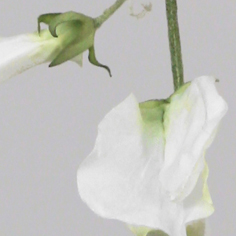 Lathyrus