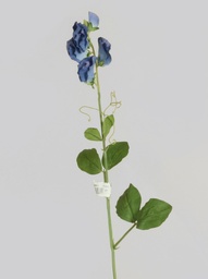 [6986-1] Lathyrus (Alternative 1)