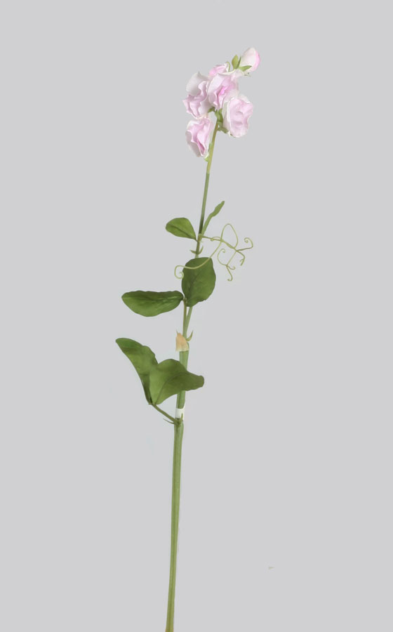 Lathyrus