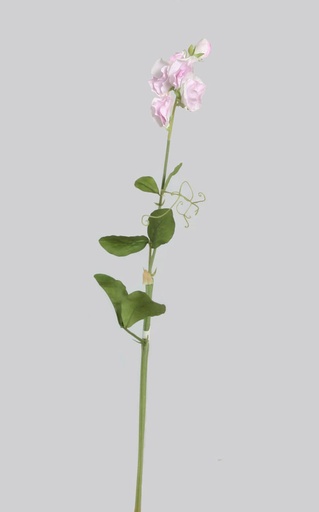 Lathyrus