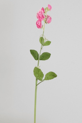Lathyrus
