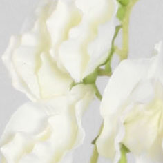 Lathyrus