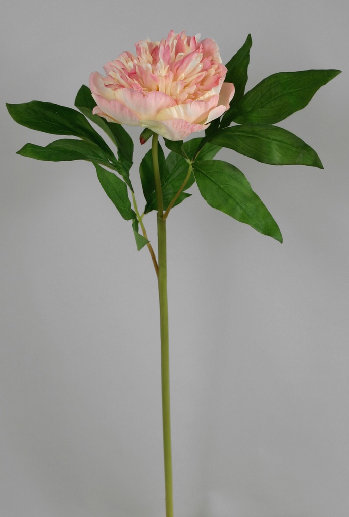 Peony