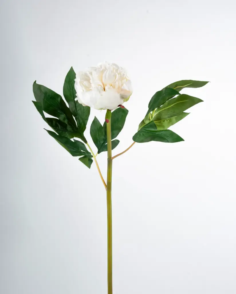 Peony