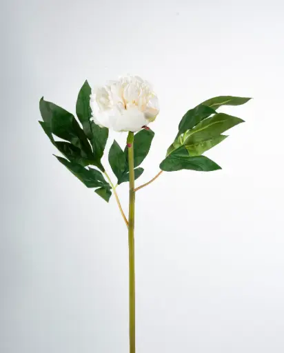 Peony