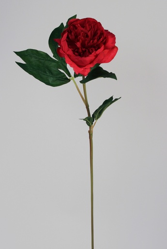 Peony Bud