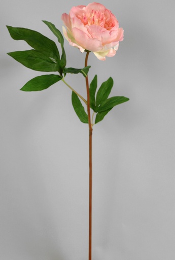 Peony Bud