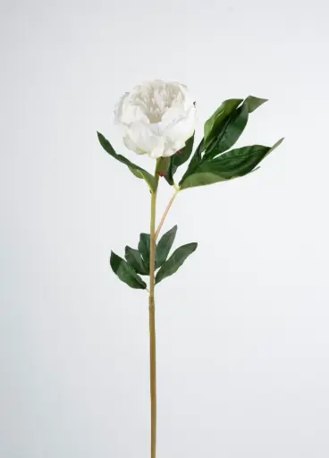 Peony Bud