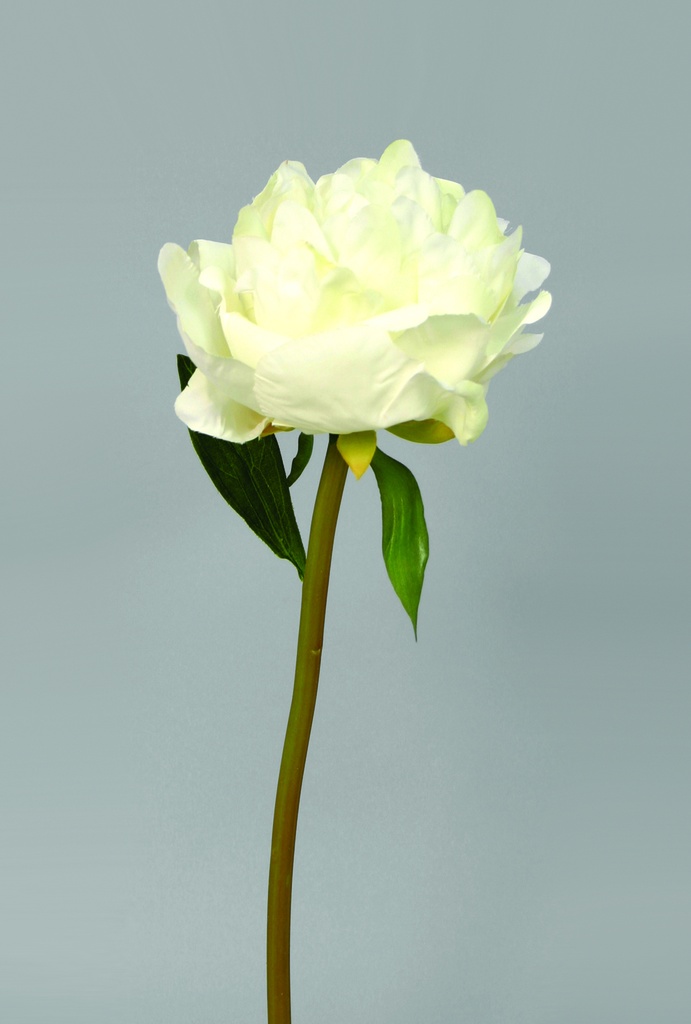 Peony spray