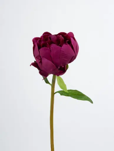 Peony spray