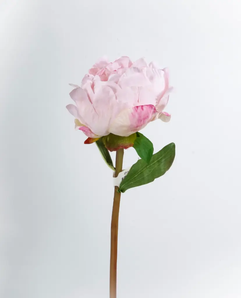Peony spray