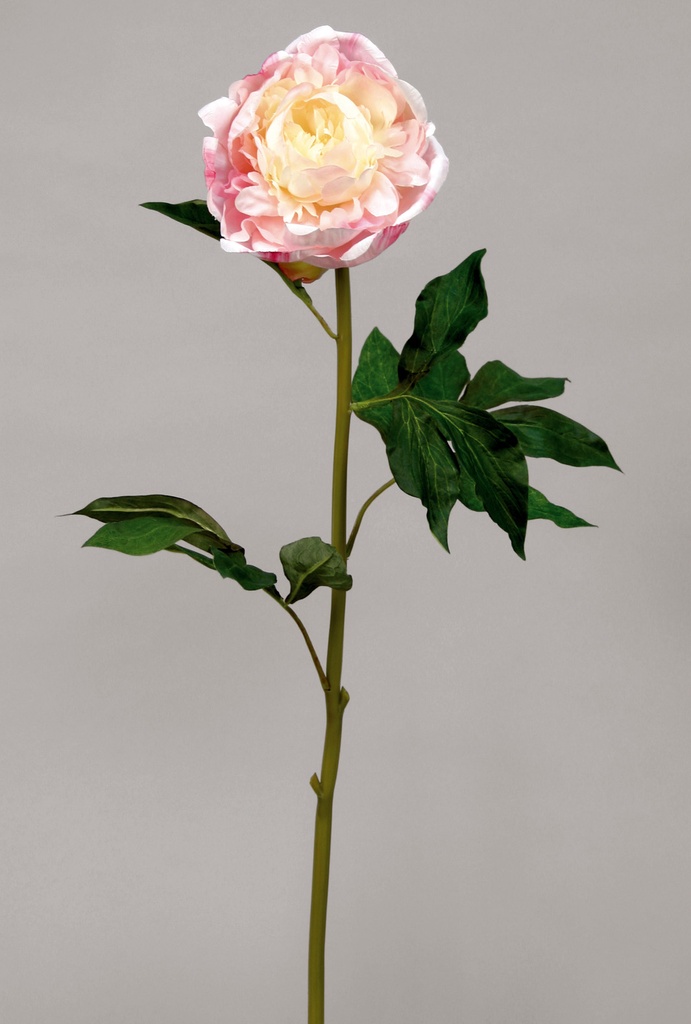 Peony