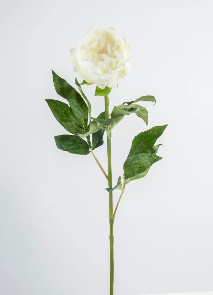 Peony