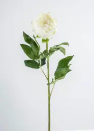 [9452] Peony (Alternative 2)