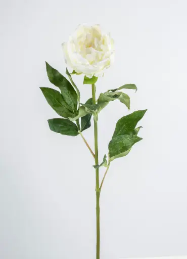 Peony