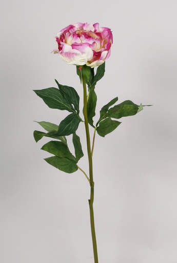 Peony