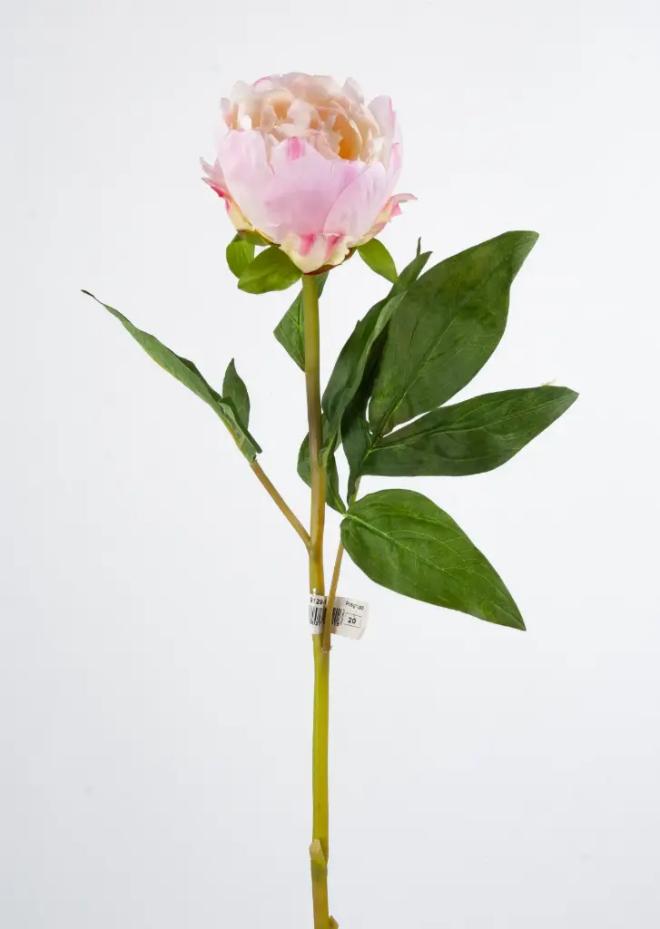 Peony spray