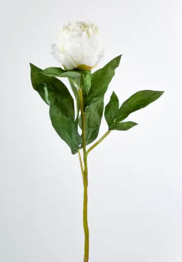 Peony spray