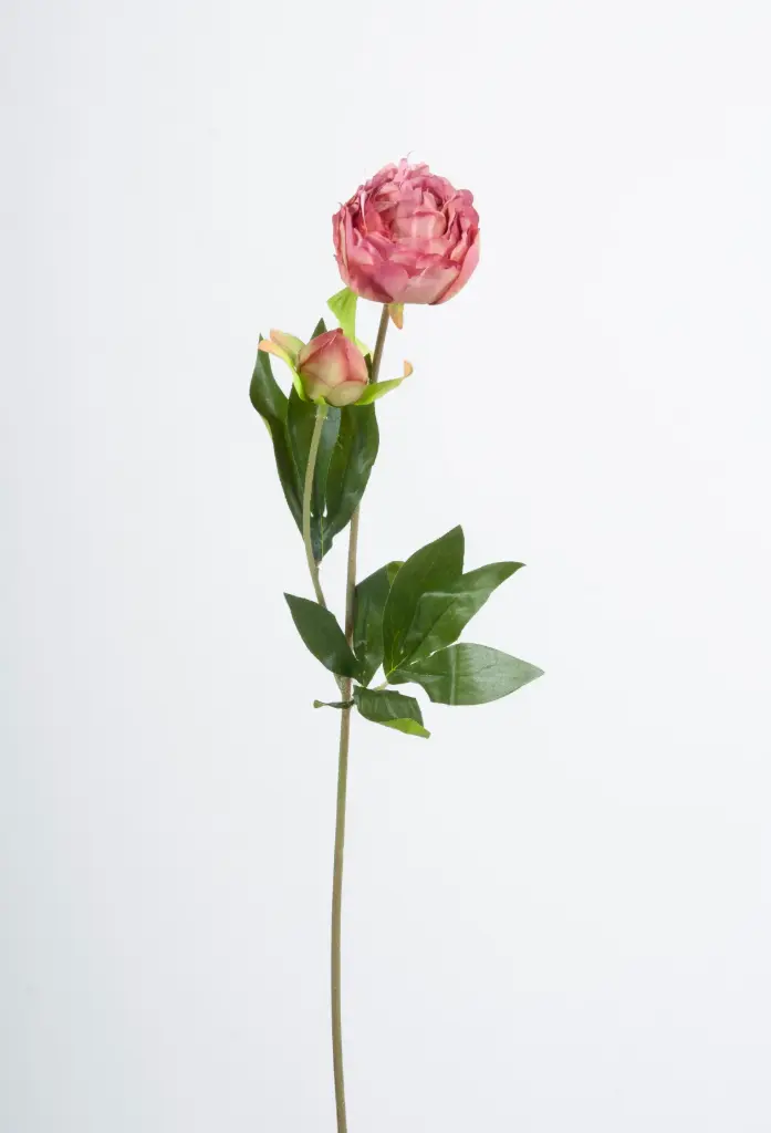 Peony