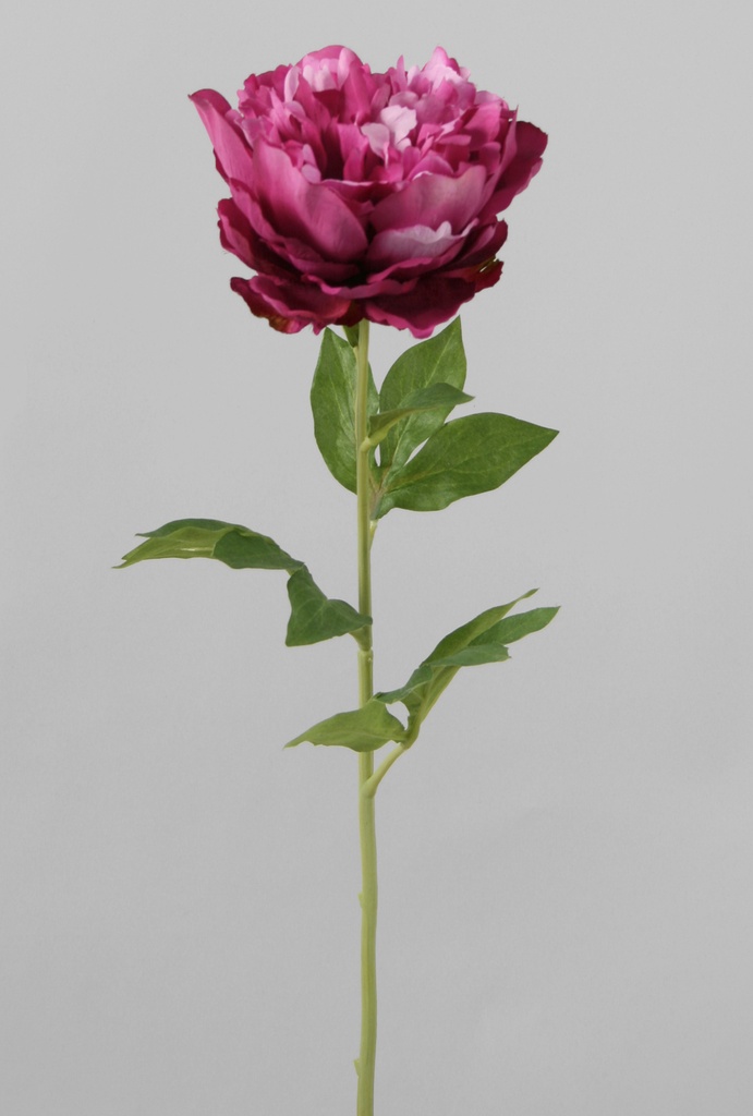 Peony spray