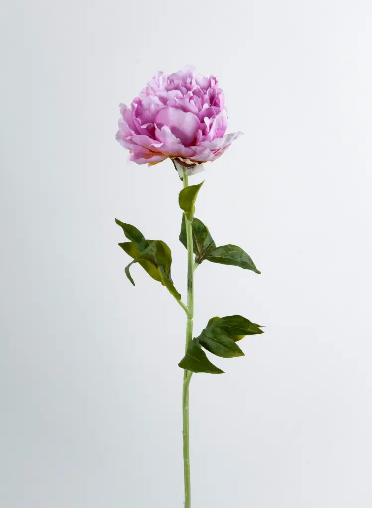Peony spray