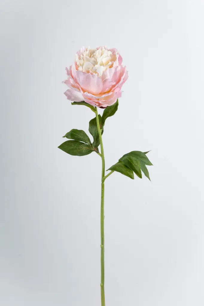 Peony spray