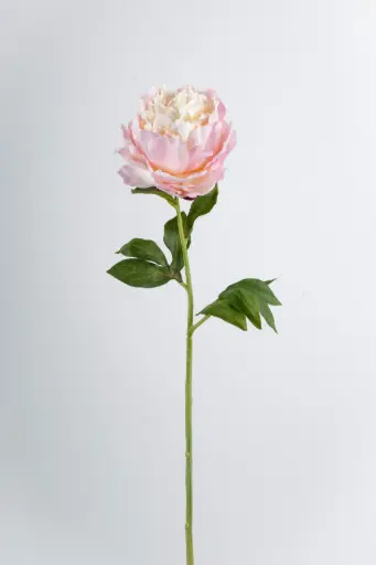 Peony spray