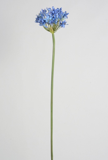 Agapanthus