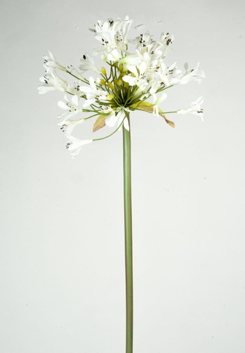 Agapanthus