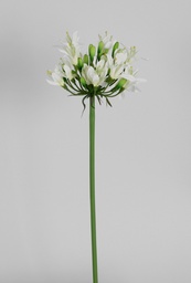 [6200] Agapanthus (Alternative 1)