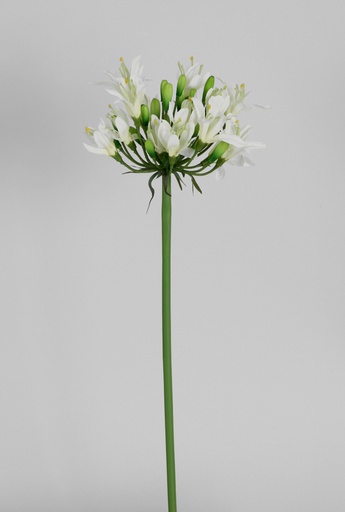 Agapanthus