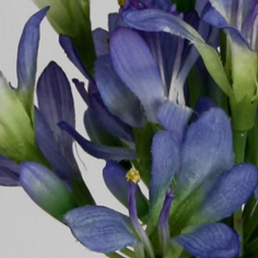 Agapanthus