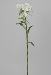 [6682] Sweeat william (Alternative 1)