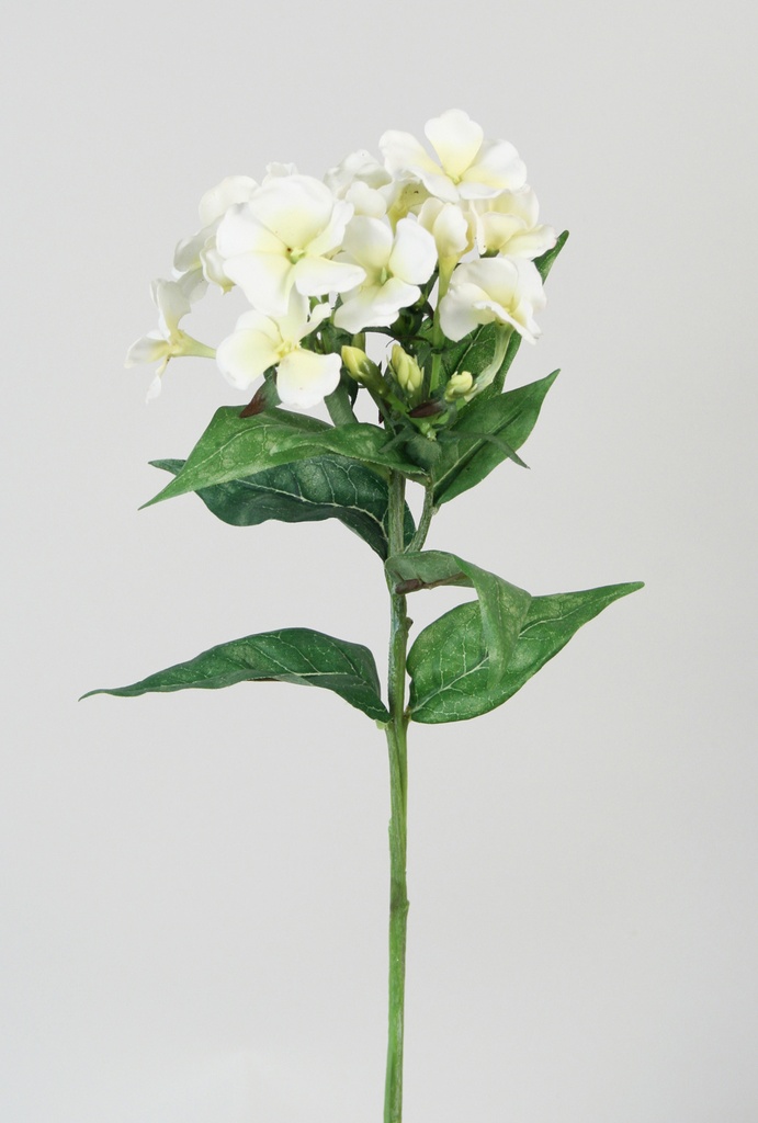 Phlox spray