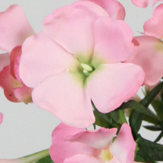 Phlox spray