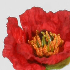 Poppy spray