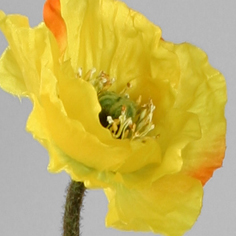 poppy spray