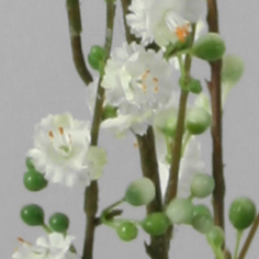 Prunus spray