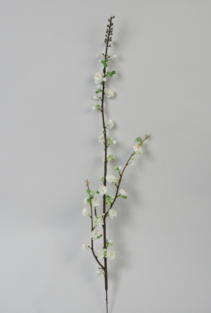 Prunus