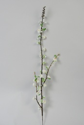 [7087] Prunus (Alternative 1)